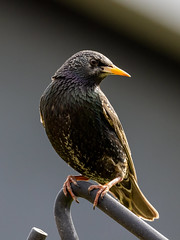 European Starling by Richard George on flickr