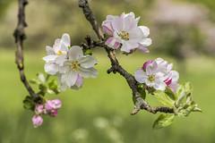 *apple blossoms in the orchard*