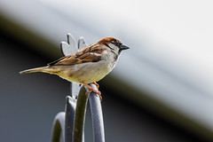 House Sparrow by Richard George on flickr