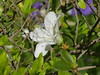 L'unico fiore dell'azalea bianca, nel giardino di Mercurago (Arona, No). Piemonte, Italia