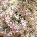Pale Pink Lilac Flowers