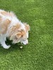 PETSTOCK - Healthy dog treats class