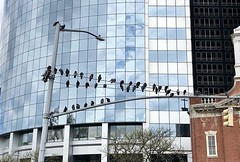 Manhattan pigeons taking a break