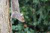 Eastern Grey Squirrels of Yale University - April 23rd, 2024 (New Haven, Connecticut)