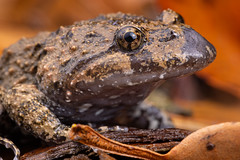Tusked Frog - Adelotus brevis