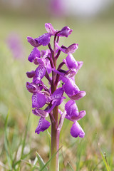 The Green-winged orchid