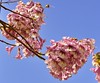 Chinesischer Blauglockenbaum  (Paulownia tomentosa) VI