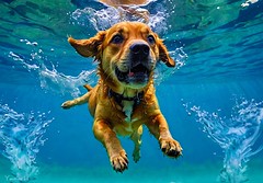 13336 - Le chien sous l'eau AI