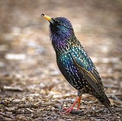 Starling από hedera.baltica στο flickr