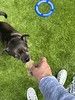 PETSTOCK - Healthy dog treats class