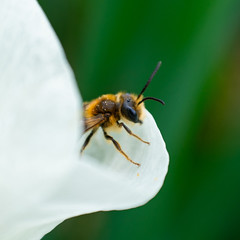 Tiny Spring Bee
