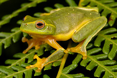 Dainty Green Tree Frog - Litoria gracilenta