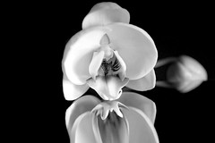 Reflections of an orchid