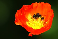 Bourdon - Bumbus - Bumble-bee