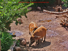 Red River Hogs images