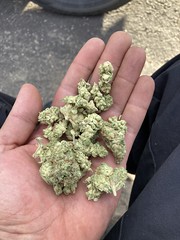 Free Weed images