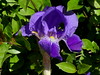 Iris nel giardino di Mercurago (Arona, No). Piemonte, Italia