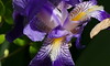 Iris nel giardino di Mercurago (Arona, No). Piemonte, Italia