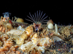 Balanus balanus - Sea barnacle