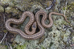 Smooth Snake (Coronella austriaca) male - dorsal view