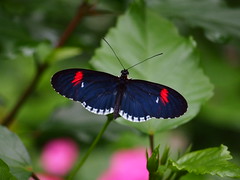 Piano Key Longwing Butterfly