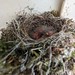 20240423 Sayornis phoebe (Eastern Phoebe) chicks
