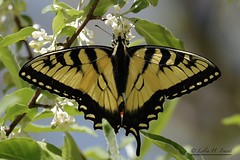 Eastern Tiger Swallowtail (Pterourus glaucus) Allegany County, Maryland
