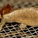 Cossid Moth (Lebedodes rufithorax)