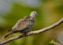 Rôla-turca, Eurasian Collared Dove by Luiz Lapa on flickr