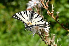Scarce swallowtail (Iphiclides podalirius)