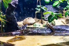 On a sunny winter morning a pair of Mudskippers relax on the land. They are known for their unusual body shapes, preferences for semiaquatic habitats, limited terrestrial locomotion and jumping.