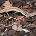Sechsstreifige Langschwanzeidechse (Takydromus sexlineatus)