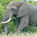 Savanna Elephant (Loxodonta africana) massive bull ...