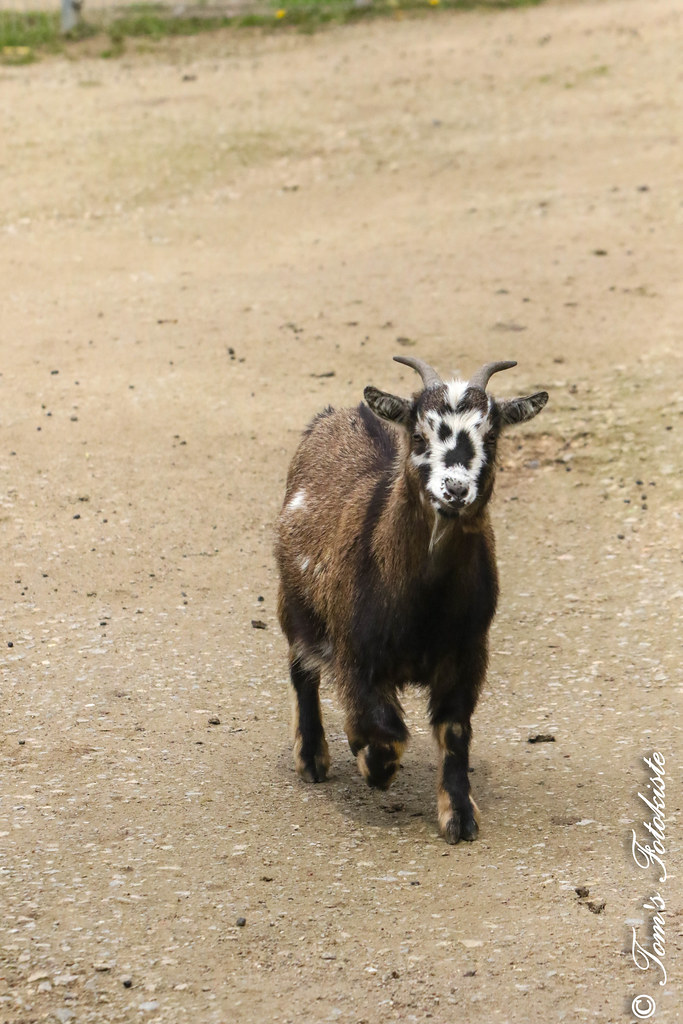 Goats images