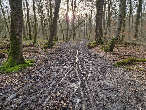 Muddy Mullerthal Trail