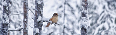 Admiration for this small bird grew after encountering this curious  Siberian jay