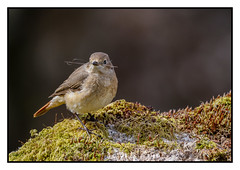 Iv'e got this nest building all sewn up - Redstart (F) (Phoenicurus phoenicurus) 2 clicks for large