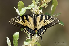 Eastern Tiger Swallowtail (Pterourus glaucus) Worcester County, Maryland