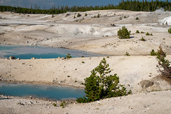 Beautiful geysers and milky teal water in the Porcelain Geyser trail in Norris Geyser Basin in Yellowstone National Park