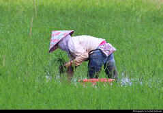 Rice farmer, Tam Coc, Vietnam
