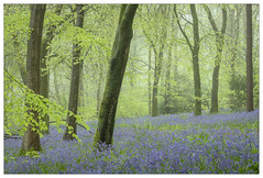 Dorset Bluebells in a Beech Woodland