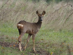 Roe Deers images