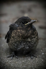 A beautiful little blackbird in the garden...
