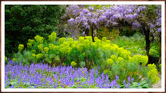 Purple & Green @ Sexbys garden London..