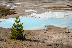 Porcelain Basin trail, known for its milky teal water, in Norris Geyser Basin in Yellowstone National Park