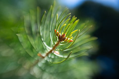 Pine Dream