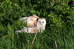 Barn Owl no catch this time