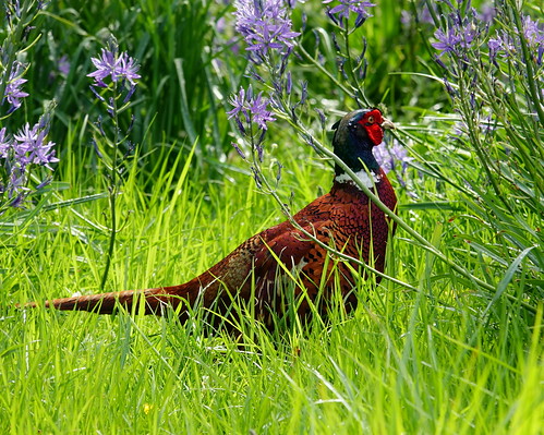 Cock pheasant and camassia