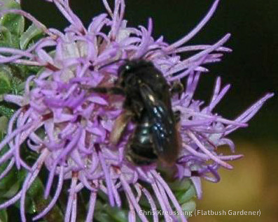 Longhorn Bee (Melissodes) visiting Liatris flowers