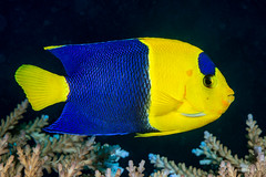 Bicolor angelfish - Centropyge bicolor